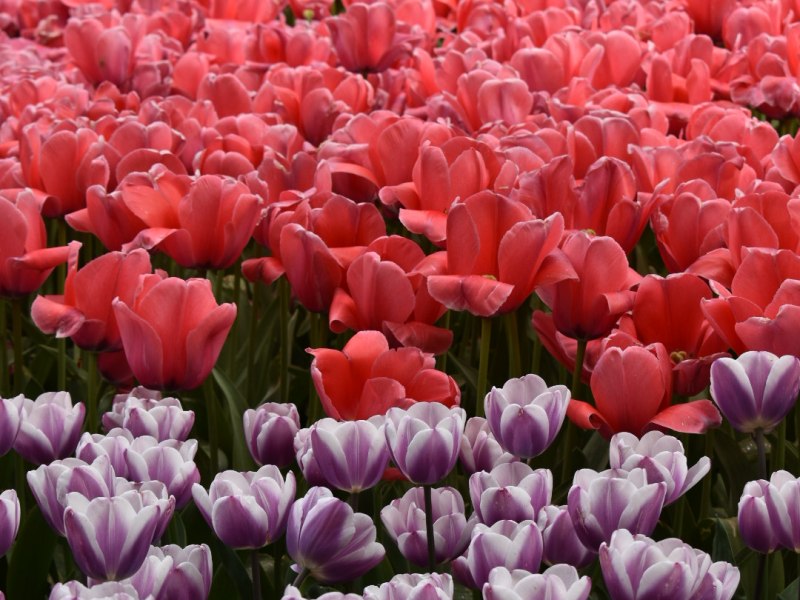 Messer Tulipano, ogni aprile il Castello di Pralormo si circonda di tulipani